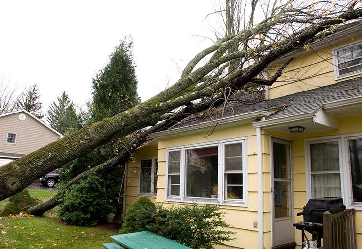 emergency roof repair for tree damage in Westwood